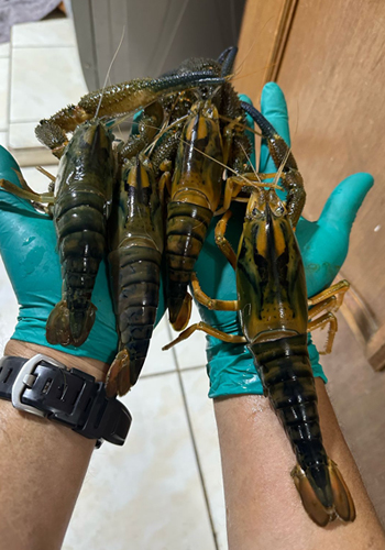 Imagen de camarones